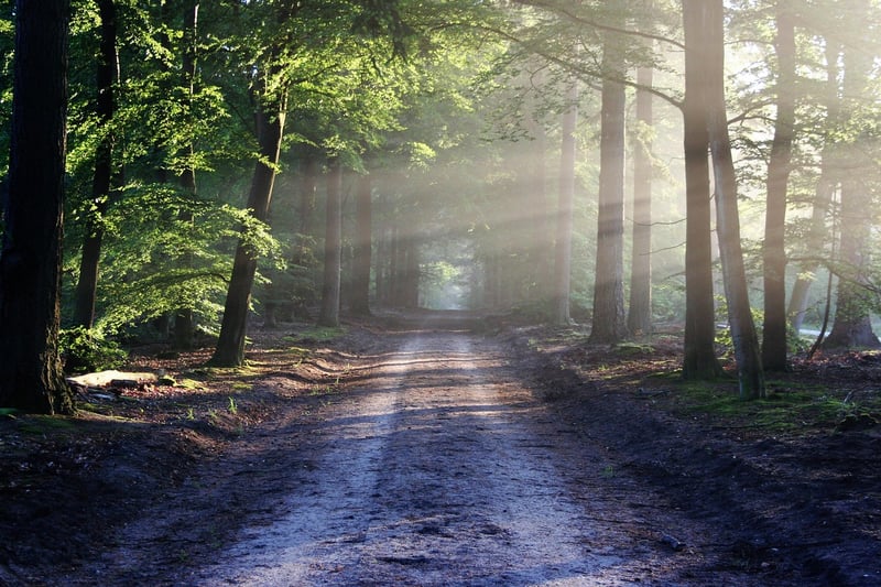 Mindful Hiking